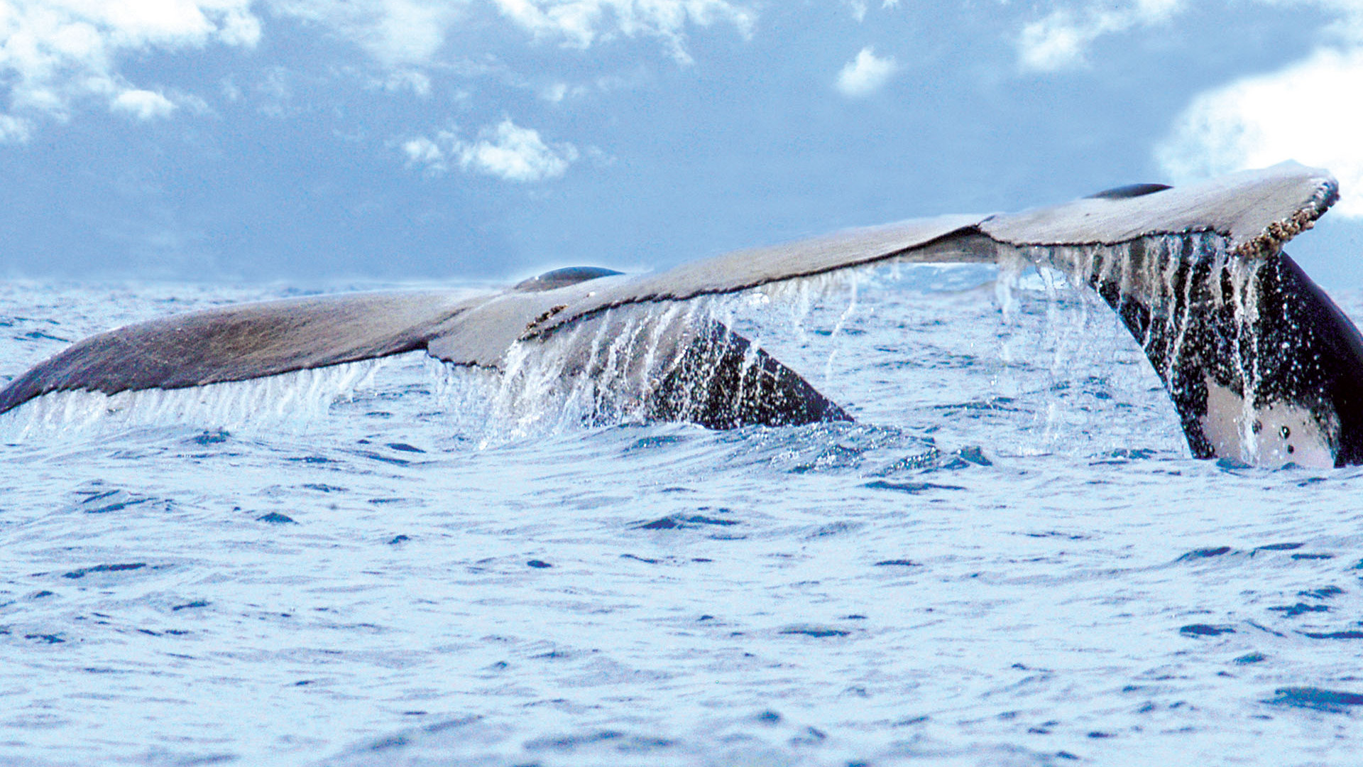 cola de ballena