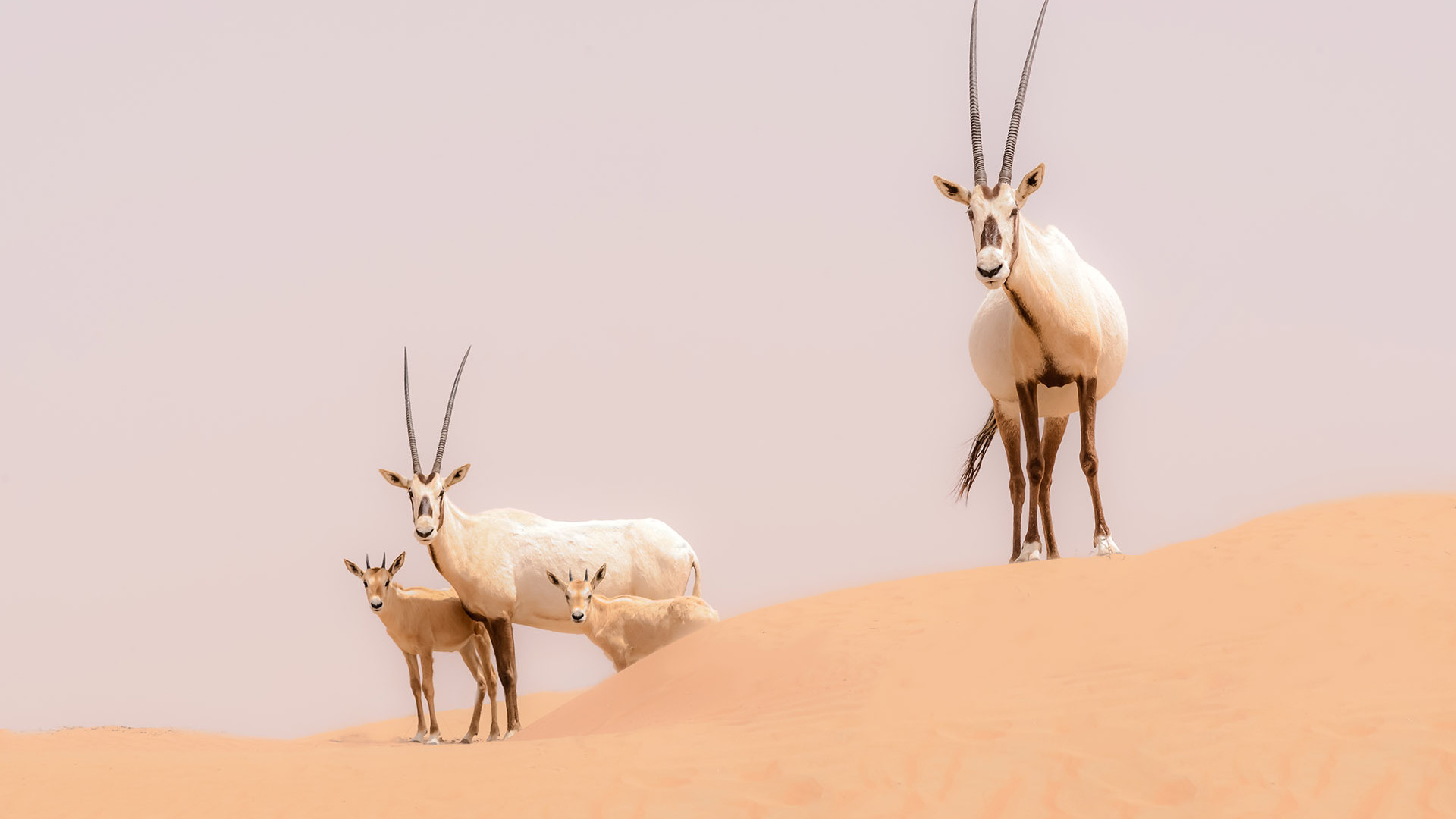 Arabian Oryx