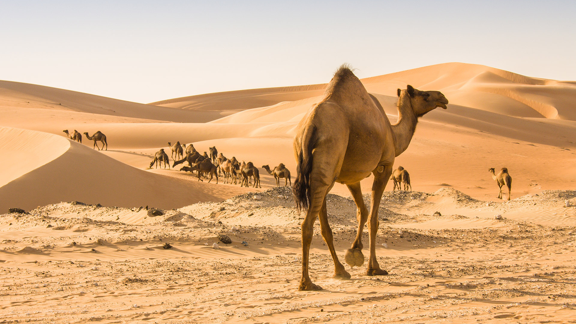 Camels in the desert