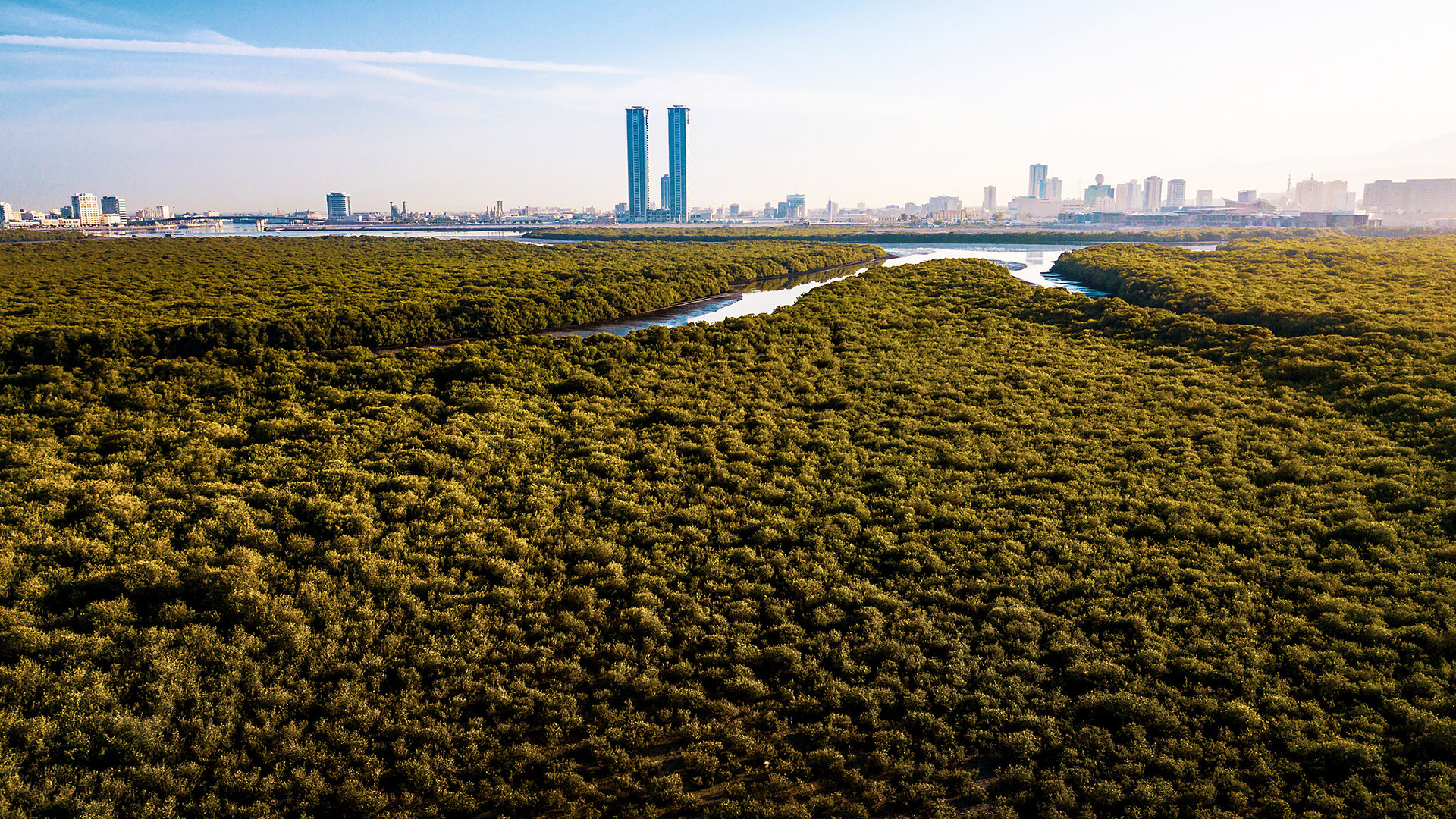 Mangroves in Ras Al Khaimah